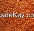 Whole Red Lentils for Sale