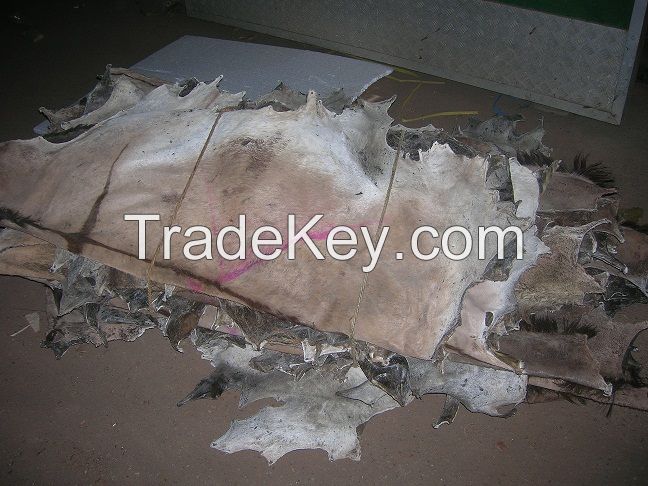 Dry and Wet Salted Donkey hides