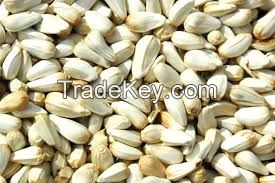 Quality Safflower Seeds