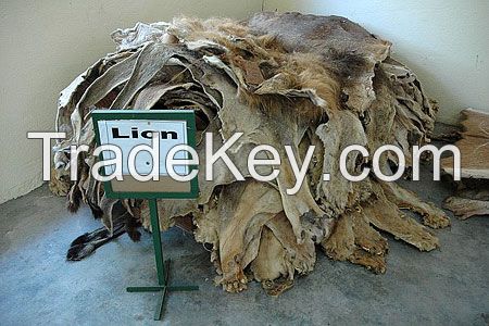 wet and Dry salted Lion hides and skins from Kenya.