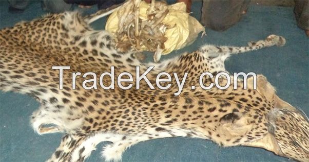 leopard hides and Lion hides and skin from Kenya.