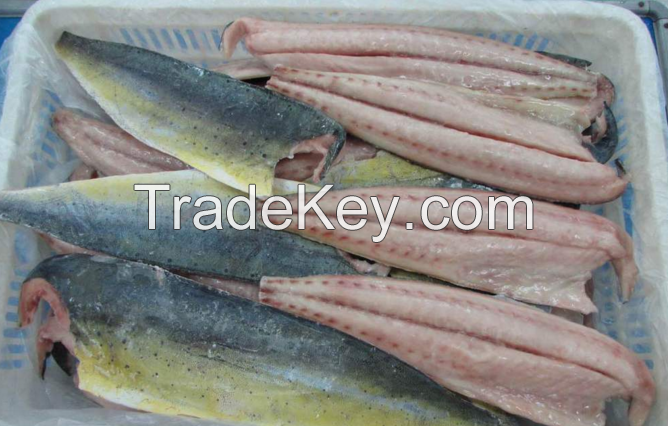 Sell Sea Frozen Mahi Mahi / Atlantic Bonito Fish / Sarda Sarda.