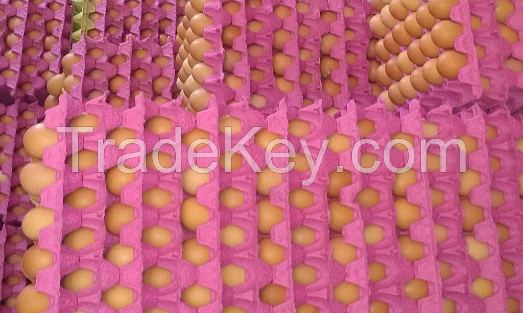 Fresh Brown & White Table Eggs Chicken Eggs. Best Quality