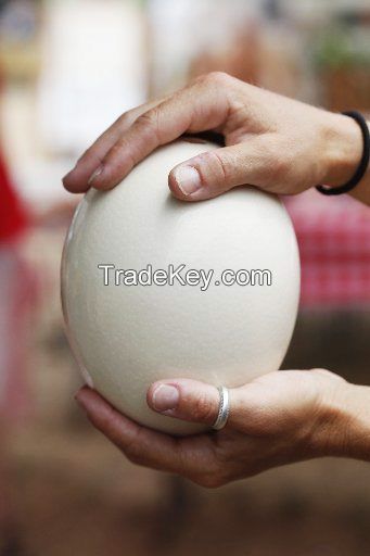 ostrich eggs for sale