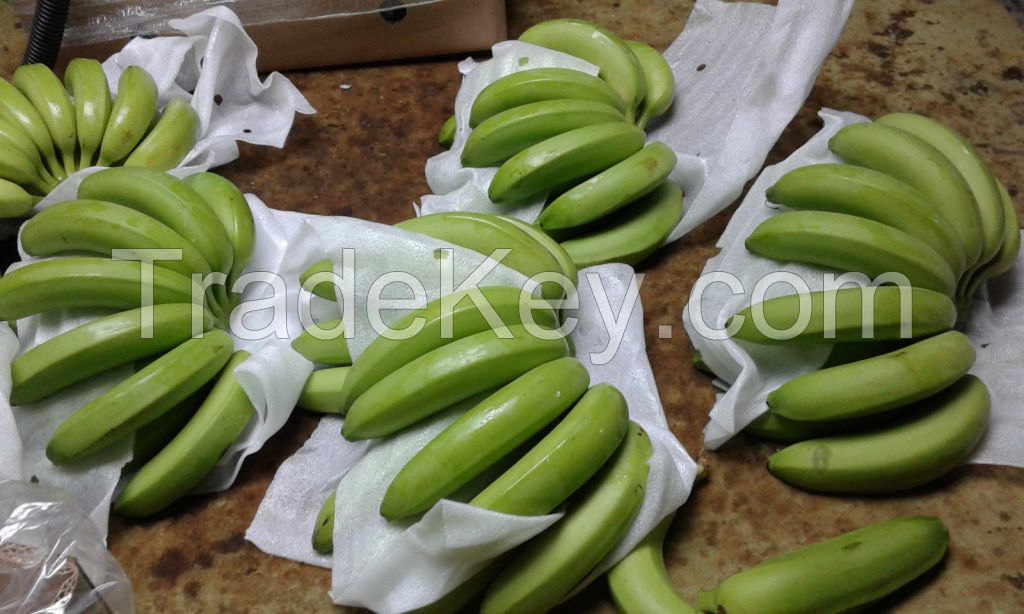 Sell Fresh Green Cavendish Banana, Fresh fruit