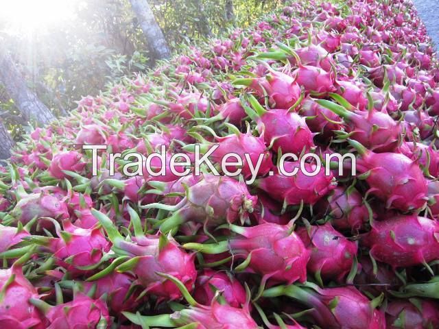 Sell Fresh Dragon Fruits (White/Red Flesh)