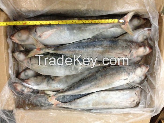 mackerel fish, yellow tail tuna, skipjack tuna, Horse Mackerel, arowana fish, tuna, 