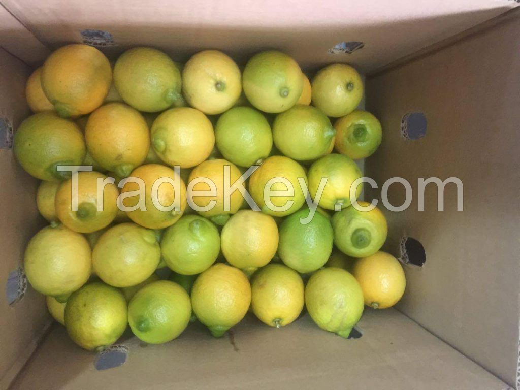 Lemon category 2 from Uruguay - excellent quality and certifications