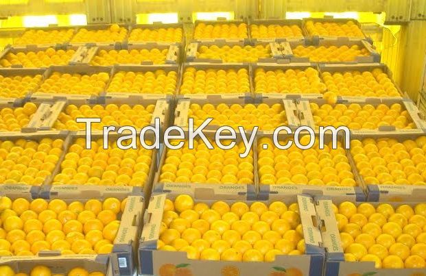 Navel orange, Valencia orange, lemon and lime. We are producers/exporters in Uruguay and Brazil