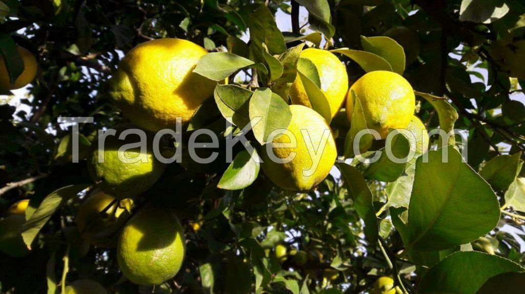 Orange and lemon - excellent quality - we are producers/exporters in Uruguay and Brazil