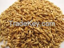 High quality Barley for Animal Feed