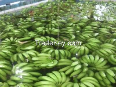 PREMIUM CAVENDISH BANANA - BEAUTIFUL GREEN - SPECIAL PRICE .