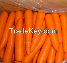 Fresh Carrots Hot for Sales