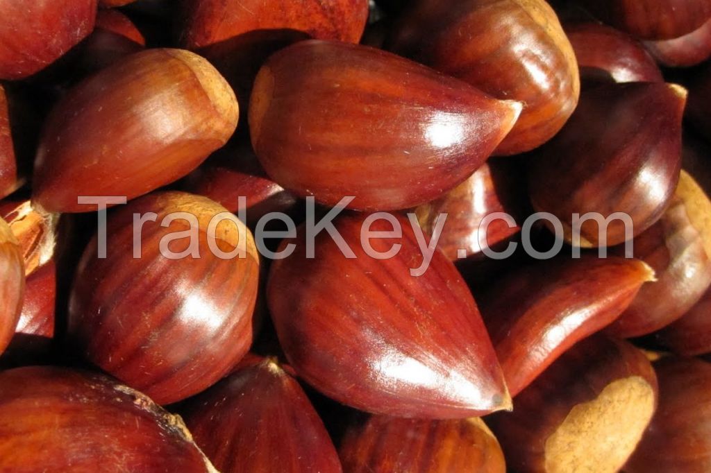 The best quailty chestnut for sale
