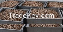 Bulk walnuts Kernel (Light)