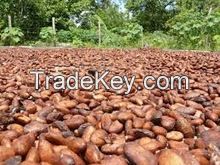 Best Quality Sundry Cocoa Beans