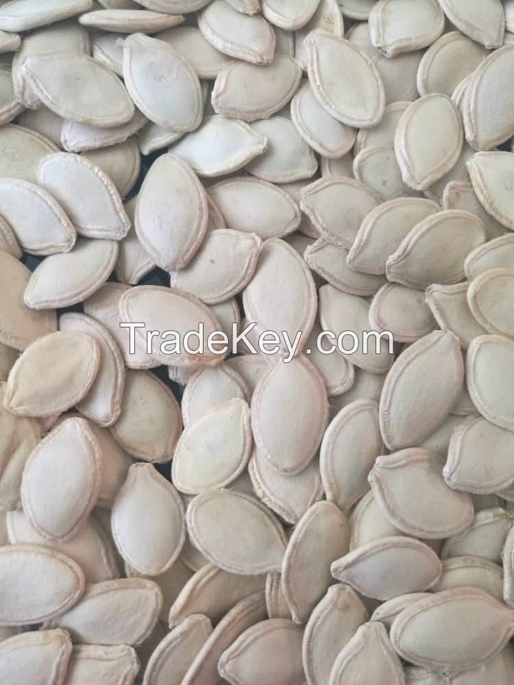 shine skin/snow white pumpkin seeds in shell