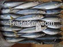 Good Price Horse Mackerel / Fresh Frozen Mackerel fish 400-600g For Sale