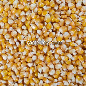 Mushroom Popcorn Kernels - Best Price and Quality