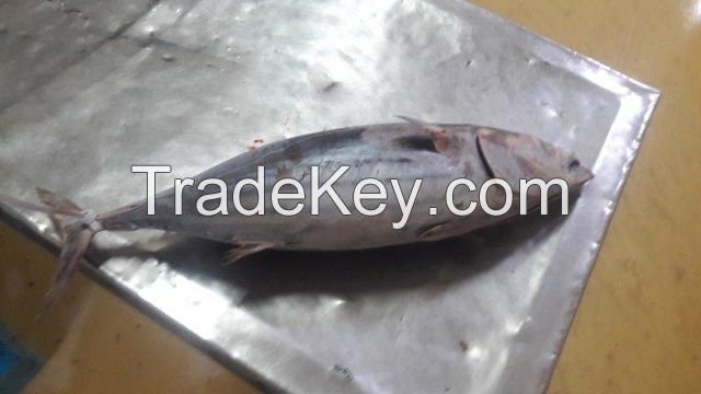 For all seafood requirments from india....