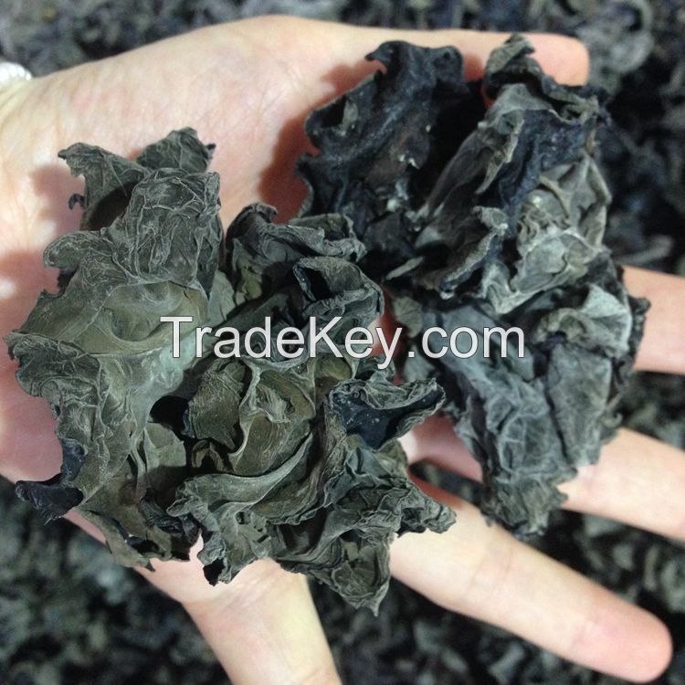 Bulk Dried Black Flower Fungus Mushroom