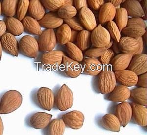 Raw Organic Bitter and Sweet Almond for sale