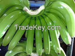 FRESH GREEN CAVENDISH BANANAS