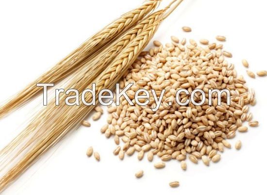 bulky grain of hulled barley with high quality