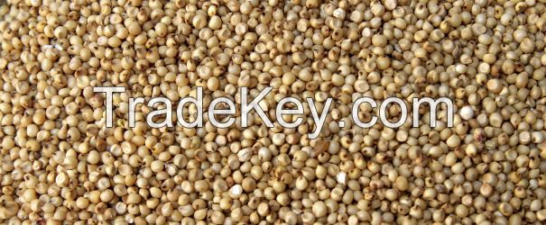 MP Hot Sale 99% Purity Red Sorghum for Human