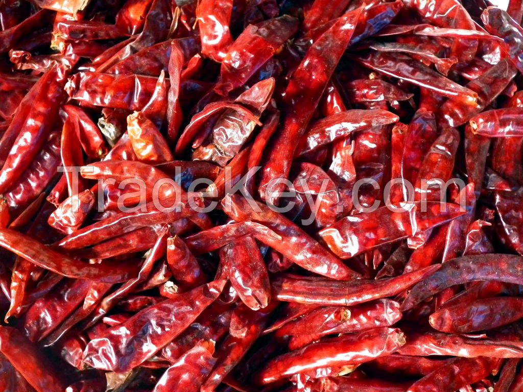 Elongated Red Dry Chili Peppers without Stem