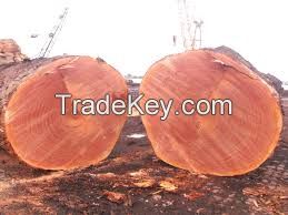 West African Origin Timber Logs / Tali , Zingana , Azobe , Sipo , cosipo , Afromasia , Logs and Swan Timber