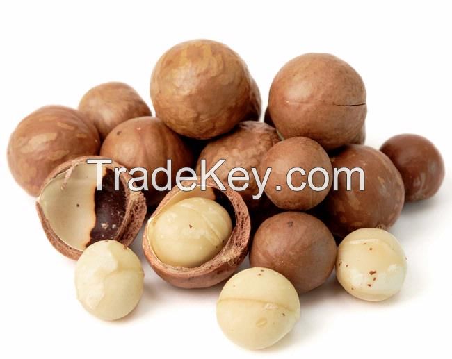 Raw Macadamia Nuts in shell