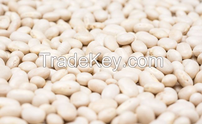 Dried White Haricot Beans Navy Beans Natural Cooking Canned White Kidney Dried Beans