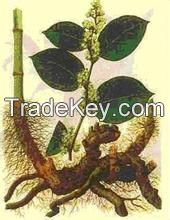 polygonum cuspidatum extract