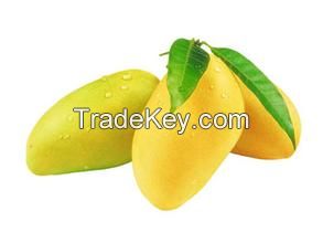 Mango extract