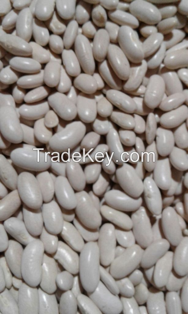 White Kidney Beans