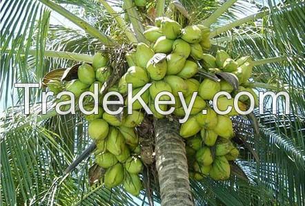 for sale 3500 coconut palms fully growth to 4 meters tall