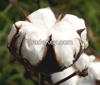 100% organic raw cotton