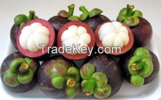 FRESH MAGOSTEEN/ FROZEN MANGOSTEEN