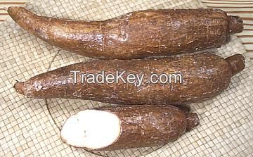 WHOLE CASSAVA ROOTS