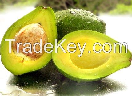 FRESH AVOCADO/ FRESH PERSEA AMERICANA/ FRESH AUGACATE/ FRESH CURA/ FRESH CUPANDRA/ FRESH PALTA/ FRESH ABACATE