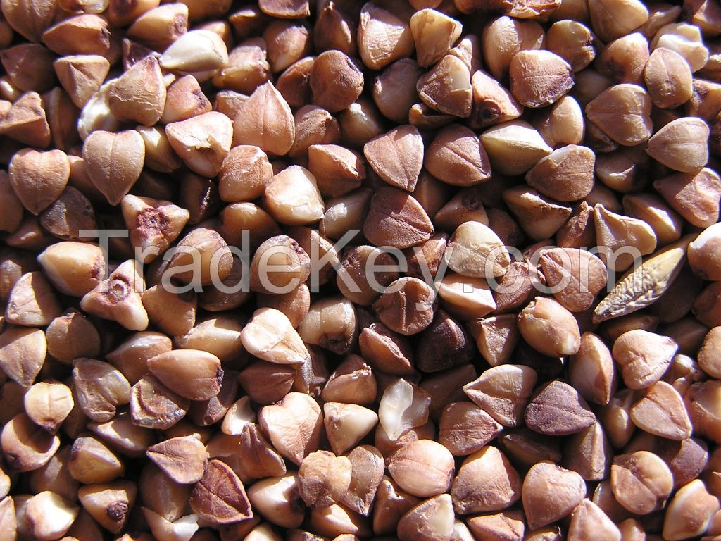 Buckwheat grains from heart of Altai, Russia