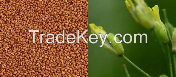 Organic Camelina