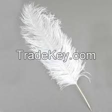 South Africa Grade AA+ ostrich Feather