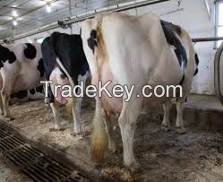High Quality Live Dairy Cows / Pregnant Holstein Heifers /100% Full Blood Boer Goats