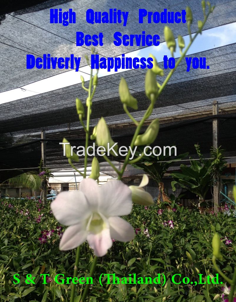 Best Quality and Good Price of Thai Orchids