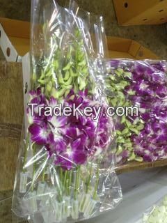 Thailand Fresh Cut Queen Pink Orchids special offer