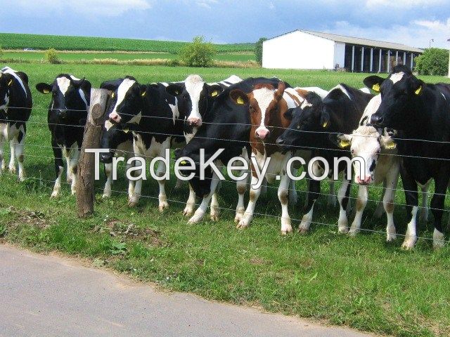 Dairy Cattles Holstein, Jersey Open Heifers, Angus, Jersey Calves