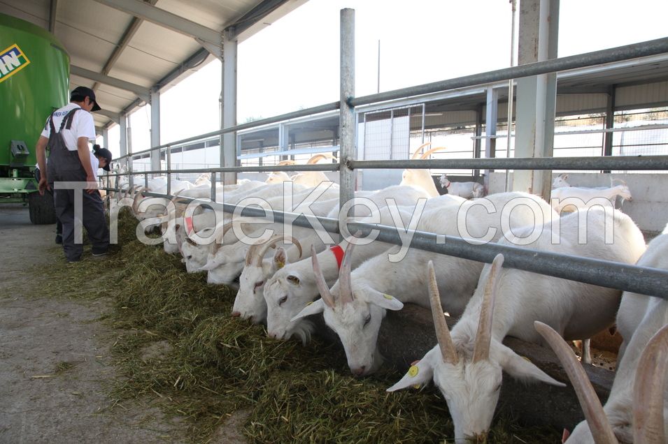 GOATS- Excellent Quality standard size milking goats For Sale