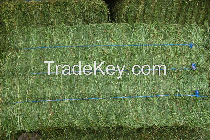 Premium Alfalfa Hay